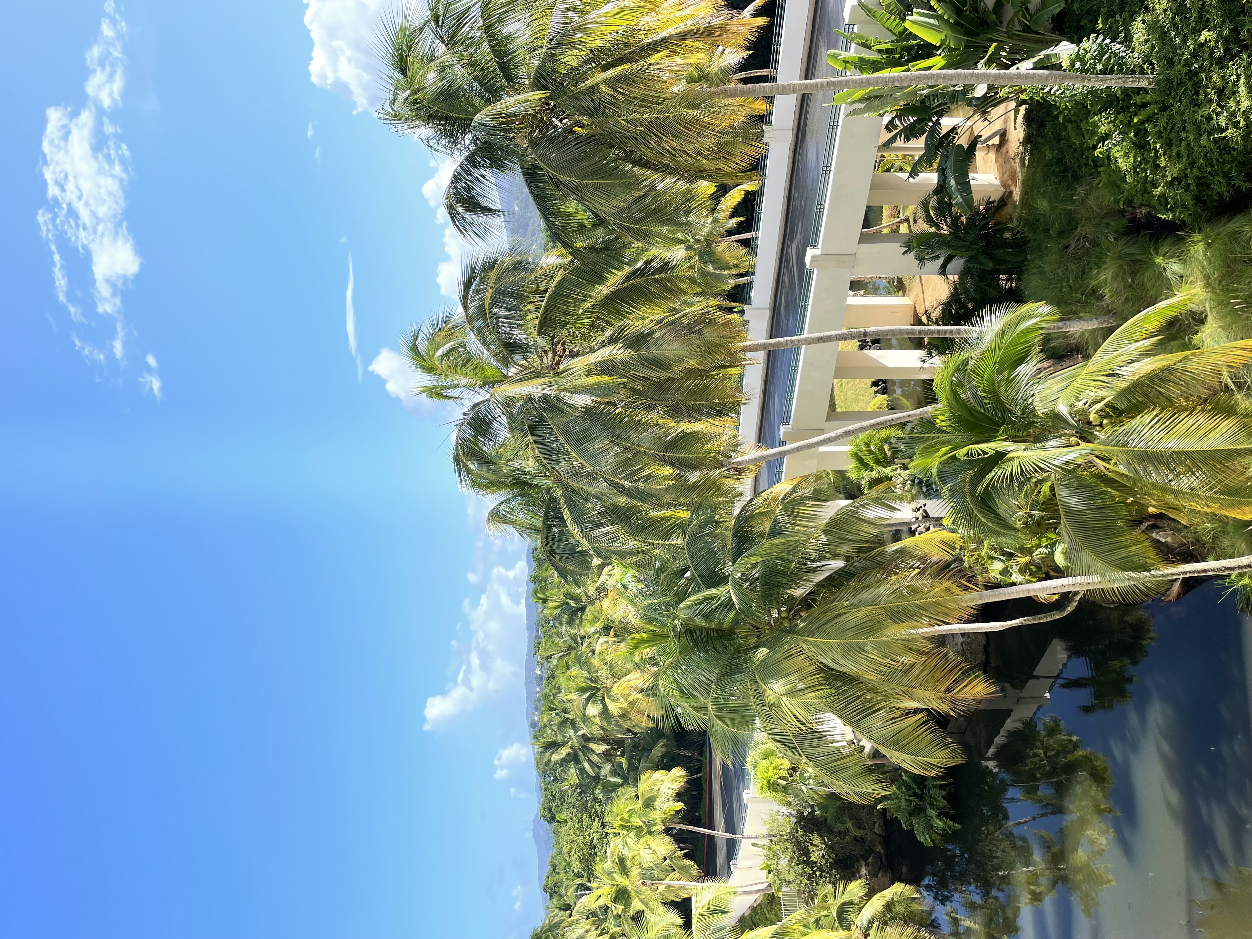 palms